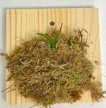 Load image into Gallery viewer, Neofinetia Falcata 'Koka' x self, Wood Mount - Orchid Gene