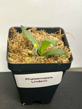 Load image into Gallery viewer, Phalaenopsis Lindenii, White to Pale Pink Flowers, potted - Orchid Gene