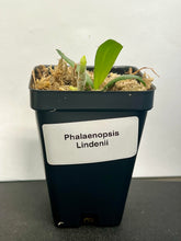 Load image into Gallery viewer, Phalaenopsis Lindenii, White to Pale Pink Flowers, potted - Orchid Gene