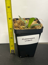 Load image into Gallery viewer, Phalaenopsis Lindenii, White to Pale Pink Flowers, potted - Orchid Gene