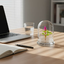 Load image into Gallery viewer, Live Celosia Terrarium, Cockscomb, Zero Care, Always Blooming, Great for Work and Home