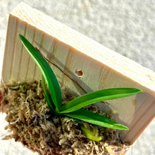 Load image into Gallery viewer, Bloomify Live Vanda NaNa – Miniature Vanda Orchid with Tiny Lavender Blooms, Rare, Compact & Easy to Grow