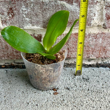 Load image into Gallery viewer, Bloomify Live Phalaenopsis KS Super Zebra ‘Golden Zebra’ – Striking Golden-Yellow Striped Orchid, Easy to Grow & Exceptionally Showy
