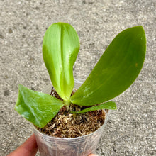 Load image into Gallery viewer, Flowering-size, Phalaenopsis KS Super Zebra ‘Golden Zebra’ – Striking Golden-Yellow Striped Orchid, Easy to Grow & Exceptionally Showy