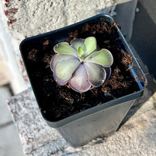 Load image into Gallery viewer, Bloomify Live Pinguicula cyclosecta – Rare Violet-Toned Mexican Butterwort, Rosette-Forming Carnivorous Plant, Easy to Grow
