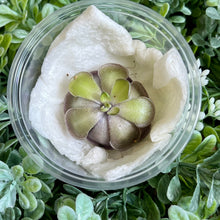 Load image into Gallery viewer, Bloomify Live Pinguicula cyclosecta – Rare Violet-Toned Mexican Butterwort, Rosette-Forming Carnivorous Plant, Easy to Grow