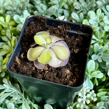 Load image into Gallery viewer, Bloomify Live Pinguicula cyclosecta – Rare Violet-Toned Mexican Butterwort, Rosette-Forming Carnivorous Plant, Easy to Grow