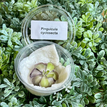 Load image into Gallery viewer, Bloomify Live Pinguicula cyclosecta – Rare Violet-Toned Mexican Butterwort, Rosette-Forming Carnivorous Plant, Easy to Grow