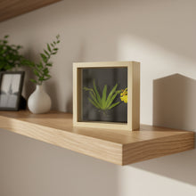 Load image into Gallery viewer, Bloomify Live Orchid Picture, Maintenance Free Orchid, Psygmorchis Pusilla, Live Green Wall Décor, Blooming, No Green Thumb Necessary, Great for Work, Home, Wall Décor, Unique Gift.