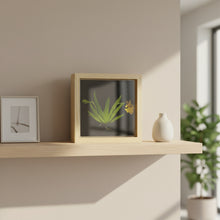 Load image into Gallery viewer, Bloomify Live Orchid Picture, Maintenance Free Orchid, Psygmorchis Pusilla, Live Green Wall Décor, Blooming, No Green Thumb Necessary, Great for Work, Home, Wall Décor, Unique Gift.