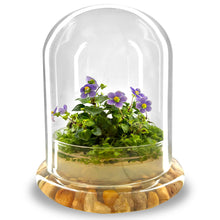 Load image into Gallery viewer, Bloomify Persian Violet lived in Terrarium Jar, real plants, a small oasis of greenery in the city, easy to grow and requiring minimal care, is a source of happiness in the home - Orchid Gene