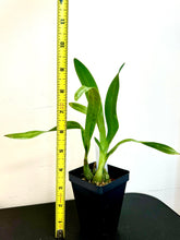 Load image into Gallery viewer, Encyclia mariae - Orchid Gene