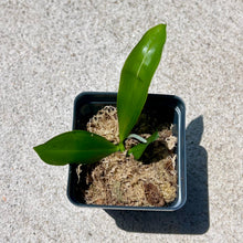 Load image into Gallery viewer, Phalaenopsis tetraspis 'Purple Gem', Vibrant Purple Blooms, Rare Miniature Orchid, Live Plant