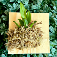 Load image into Gallery viewer, Bloomify Live Bulbophyllum hirundinis – Rare Miniature Orchid with Bird-Like Blooms and Graceful Winged Petals