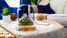 Load image into Gallery viewer, Bloomify Persian Violet lived in Terrarium Jar, real plants, a small oasis of greenery in the city, easy to grow and requiring minimal care, is a source of happiness in the home - Orchid Gene
