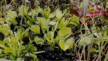 Load image into Gallery viewer, Carnivorous Plant Food, Designed for Venus Flytraps, Sundews and Pitcher Plants, 2.5oz