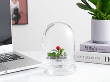 Load image into Gallery viewer, Zero Care Rose, Flower Terrarium, For Your Lovely One