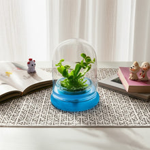Load image into Gallery viewer, Venus Flytrap, Dionea Muscipula B52, Carnivorous Terrarium, Large Size Dome