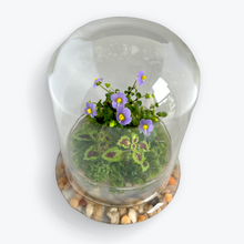 Load image into Gallery viewer, Bloomify Glass Dome – 5.7 x 5.7 x 6.7 Inches – Premium Anti-Fog Glass Cloche Bell Jar with Base – Perfect for Home Decor, Tabletop Display, and Terrarium – Stunning Decoration (No Plants) - Orchid Gene