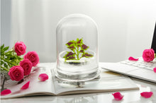 Load image into Gallery viewer, Coleus (Inky fingers), Floral Terrarium, Great Ornamental Live Plant