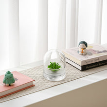 Load image into Gallery viewer, Sundew (Drosera spatulata), Carnivorous Terrarium, Spoon-shaped Leaves