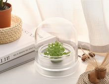 Load image into Gallery viewer, Sundew (Drosera spatulata), Carnivorous Terrarium, Spoon-shaped Leaves