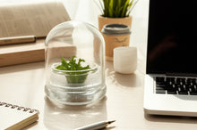 Load image into Gallery viewer, Sundew (Drosera spatulata), Carnivorous Terrarium, Spoon-shaped Leaves