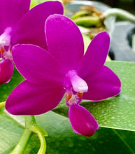 Load image into Gallery viewer, Flowering-size, Phalaenopsis Bellina Sapphire's Galah (Purple Martin x violacea indigo) - Orchid Gene