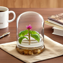 Load image into Gallery viewer, Live Celosia Terrarium, Cockscomb, Zero Care, Always Blooming, Great for Work and Home