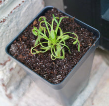 Load image into Gallery viewer, Bloomify Live Cape Sundew, Drosera capensis – Gnat-Eating Carnivorous Plant with Pot, Easy Indoor Grow Kit for Beginners & Nature Enthusiasts