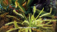 Load image into Gallery viewer, Carnivorous Plant Food, Designed for Venus Flytraps, Sundews and Pitcher Plants, 2.5oz