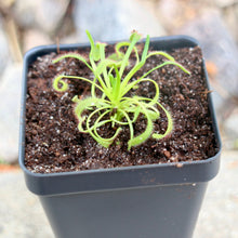 Load image into Gallery viewer, Bloomify Live Cape Sundew, Drosera capensis – Gnat-Eating Carnivorous Plant with Pot, Easy Indoor Grow Kit for Beginners & Nature Enthusiasts
