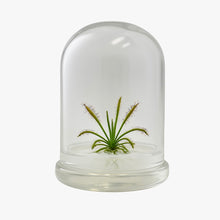 Load image into Gallery viewer, Live Drosera Capensis in glass terrarium – Maintenance-Free Carnivorous Plant, Unique Carnivorous Plant Terrarium Gift for Enthusiasts, Collectors, & Nature Lovers