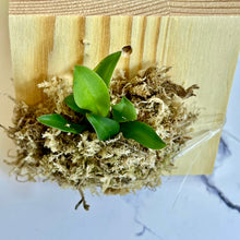 Load image into Gallery viewer, Bloomify Live Bulbophyllum hirundinis – Rare Miniature Orchid with Bird-Like Blooms and Graceful Winged Petals