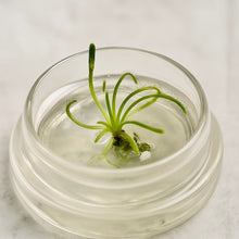 Load image into Gallery viewer, Live Drosera Capensis in glass terrarium – Maintenance-Free Carnivorous Plant, Unique Carnivorous Plant Terrarium Gift for Enthusiasts, Collectors, & Nature Lovers