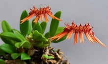 Load image into Gallery viewer, Bloomify Live Bulbophyllum hirundinis – Rare Miniature Orchid with Bird-Like Blooms and Graceful Winged Petals