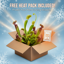 Load image into Gallery viewer, Bloomify Live Pinguicula esseriana (Mexican Butterwort) in Glass Terrarium – Maintenance-Free Carnivorous Plant, Unique Gift for Enthusiasts, Collectors & Nature Lovers.