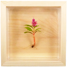 Load image into Gallery viewer, Bloomify Live Eternal Celosia , Mini feather-like plant , Zero care , 4’’ Square Wall Décor , Great for work and home , Perfect for Busy Professionals - Orchid Gene