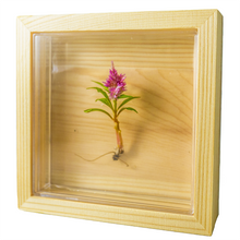 Load image into Gallery viewer, Bloomify Live Eternal Celosia , Mini feather-like plant , Zero care , 4’’ Square Wall Décor , Great for work and home , Perfect for Busy Professionals - Orchid Gene