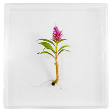 Load image into Gallery viewer, Bloomify Live Eternal Celosia , Mini feather-like plant , Zero care , 4’’ Square Wall Décor , Great for work and home , Perfect for Busy Professionals - Orchid Gene