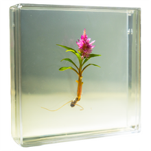 Load image into Gallery viewer, Bloomify Live Eternal Celosia , Mini feather-like plant , Zero care , 4’’ Square Wall Décor , Great for work and home , Perfect for Busy Professionals - Orchid Gene