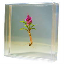 Load image into Gallery viewer, Bloomify Live Eternal Celosia , Mini feather-like plant , Zero care , 4’’ Square Wall Décor , Great for work and home , Perfect for Busy Professionals - Orchid Gene