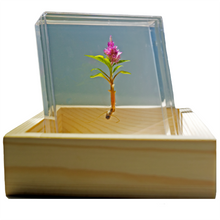 Load image into Gallery viewer, Bloomify Live Eternal Celosia , Mini feather-like plant , Zero care , 4’’ Square Wall Décor , Great for work and home , Perfect for Busy Professionals - Orchid Gene