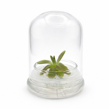 Load image into Gallery viewer, Bloomify Live Pinguicula “Fumiko” (Rosy-Lavender Mexican Butterwort Hybrid) in Glass Terrarium – Zero-Care Carnivorous Plant, Natural Gnat Control, Pet-Safe Mini Terrarium Gift for Dreamy Plant Lovers