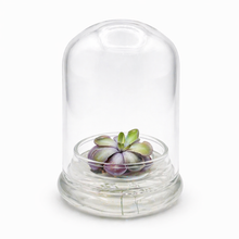 Load image into Gallery viewer, Bloomify Live Pinguicula cyclosecta (Violet-Rosette Mexican Butterwort) in Glass Dome – Zero-Care Carnivorous Plant Terrarium, Enchanting Miniature for Plant Enthusiasts