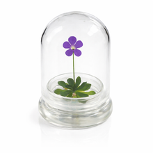Load image into Gallery viewer, Bloomify Live Pinguicula cyclosecta (Violet-Rosette Mexican Butterwort) in Glass Dome – Zero-Care Carnivorous Plant Terrarium, Enchanting Miniature for Plant Enthusiasts