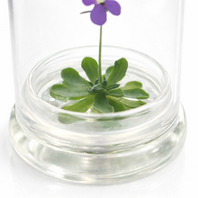 Load image into Gallery viewer, Bloomify Live Pinguicula cyclosecta (Violet-Rosette Mexican Butterwort) in Glass Dome – Zero-Care Carnivorous Plant Terrarium, Enchanting Miniature for Plant Enthusiasts