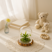 Load image into Gallery viewer, Live Pitcher Plant Terrarium, Nepenthes Tobaica with Moss, Must-have Home Décor
