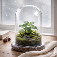 Load image into Gallery viewer, Bloomify Glass Dome – 5.7 x 5.7 x 6.7 Inches – Premium Anti-Fog Glass Cloche Bell Jar with Base – Perfect for Home Decor, Tabletop Display, and Terrarium – Stunning Decoration (No Plants)