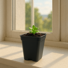 Load image into Gallery viewer, Pinguicula esseriana - Mexican Butterwort: A Unique Carnivorous Plant for Enthusiasts